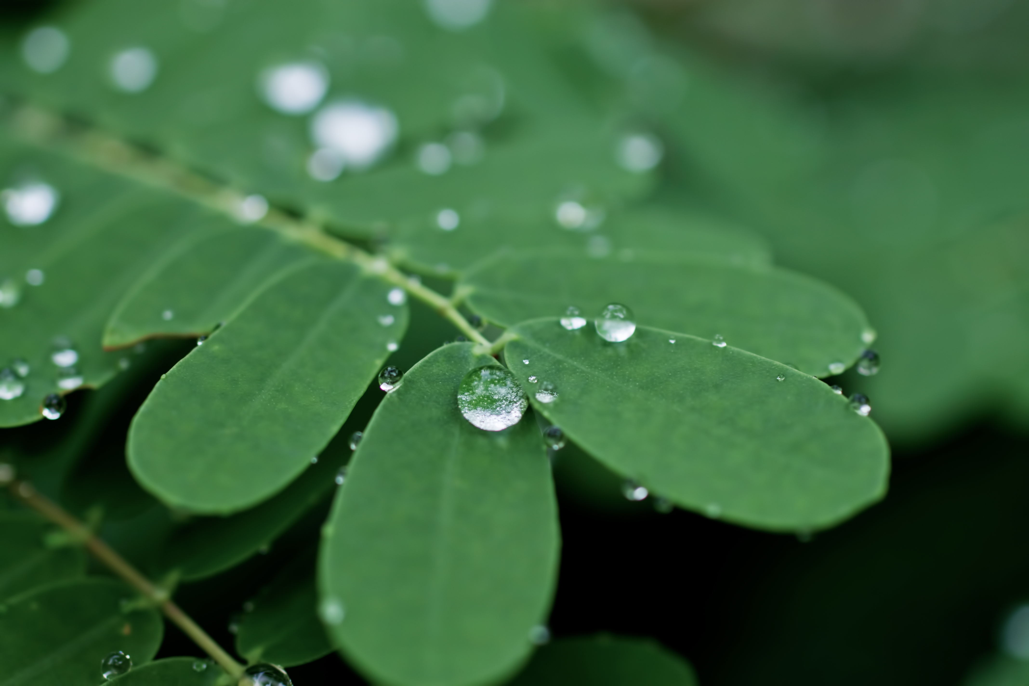 雨