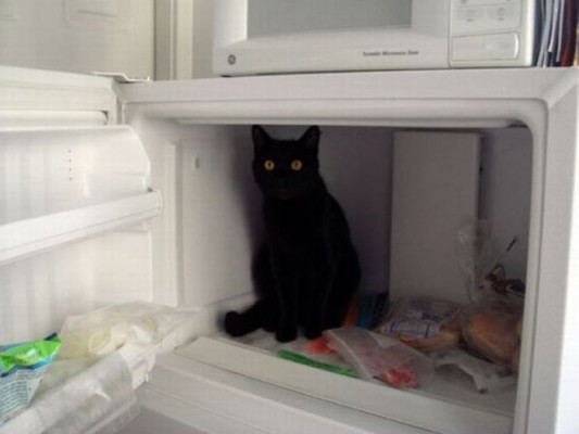 冷凍庫猫