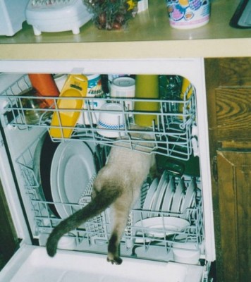 食洗機猫