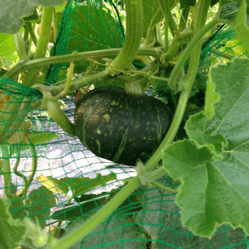 カボチャの植え付けは暖かくなってからカボチャのおいしい育て方